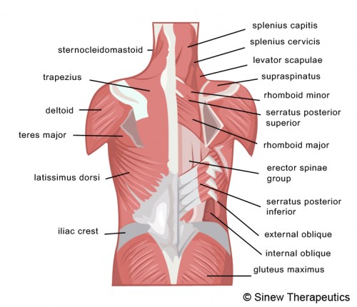 Lower Back Muscles